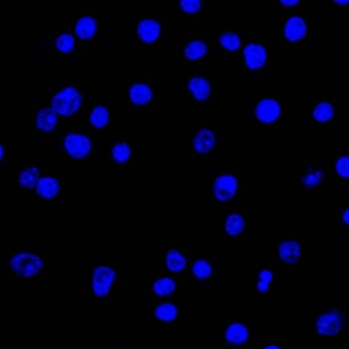 Confocal Immunofluorescent analysis of Ramos cells using CF488-labeled Lambda Light Chain Antibody (HP6054) - IHC-Prediluted (green). DAPI was used to stain the cell nuclei (blue). (Negative Control)