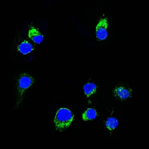 Confocal Immunofluorescent analysis of Ramos cells using AF488-labeled Lambda Light Chain Antibody (HP6054) - IHC-Prediluted (Green). DAPI was used to stain the cell nuclei (blue).