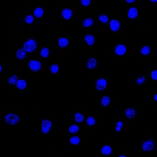 Confocal Immunofluorescent analysis of Ramos cells using AF488-labeled Lambda Light Chain Antibody (HP6054) - IHC-Prediluted (Green). DAPI was used to stain the cell nuclei (blue). (Negative Control)
