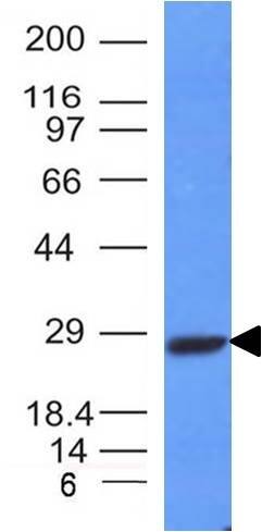 Western Blot Analysis of Raji cell lysate using Kappa Light Chain Antibody (L1C1) - IHC-Prediluted.