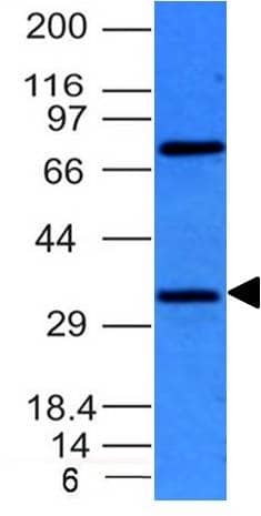 Western Blot of HepG2 cell lysate using Bcl-10 Antibody (BL10/411) - IHC-Prediluted.