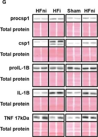Analysis of pro‐inflammatory signalling in left ventricle lysates. A‐F, quantification and G, representative immunoblots and total protein staining of procsp1, csp1, proIL‐1 beta , IL‐1 beta  and TNF in sham‐operated group (Sham), non‐infarcted (HFni) and infarcted (HFi) tissue of failing hearts. Data are presented as mean ± SEM; n = 6‐9 per group; *P < 0.05 vs Sham; #P < 0.05 vs HFni