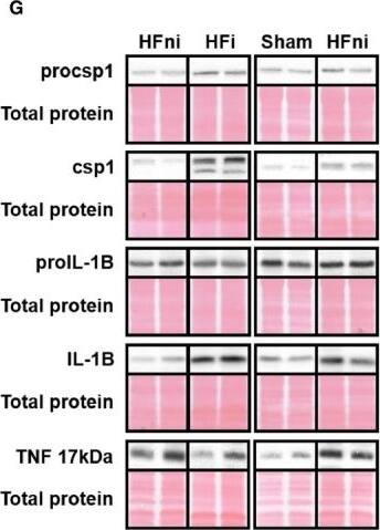 Analysis of pro‐inflammatory signalling in left ventricle lysates. A‐F, quantification and G, representative immunoblots and total protein staining of procsp1, csp1, proIL‐1 beta , IL‐1 beta  and TNF in sham‐operated group (Sham), non‐infarcted (HFni) and infarcted (HFi) tissue of failing hearts. Data are presented as mean +/- SEM; n = 6‐9 per group; *P < 0.05 vs Sham; #P < 0.05 vs HFni Image collected and cropped by CiteAb from the following open publication (//pubmed.ncbi.nlm.nih.gov/31328381), licensed under a CC-BY license. Not internally tested by Novus Biologicals.