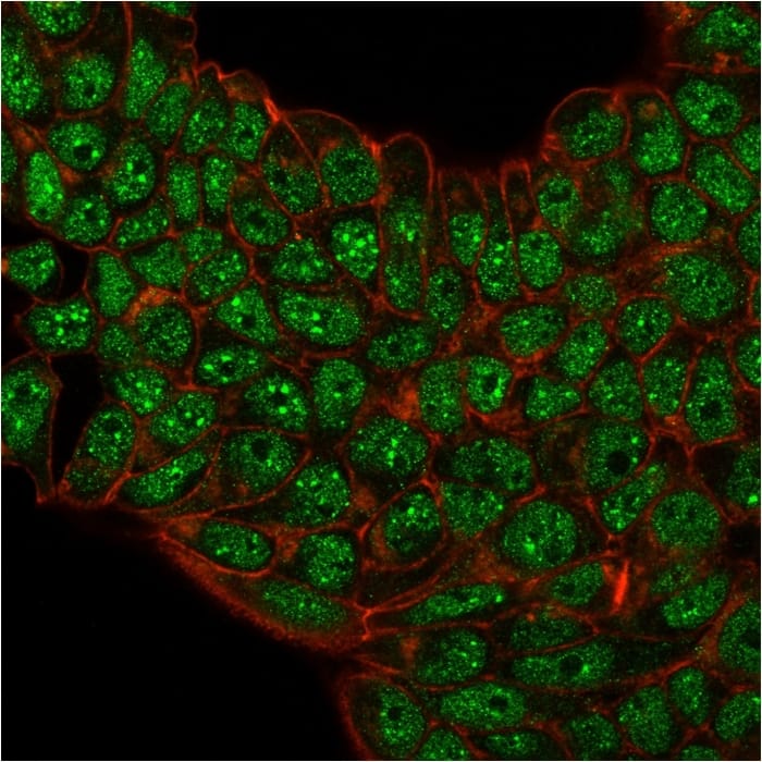 Immunofluorescence staining of paraformaldehyde-fixed MCF-7 cells with SUMO2/3 Antibody (SM23/496) - IHC-Prediluted followed by goat anti-Mouse IgG-CF488 (Green). Membrane are labeled with Phalloidin (Red).