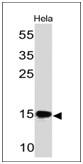 Western Blot of HeLa cell lysate using SUMO2/3 Antibody (SM23/496) - IHC-Prediluted