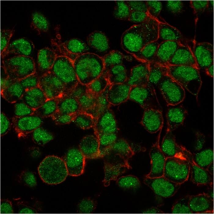 Paraformaldehyde-fixed HepG2 cells stained with SUMO1 Antibody (SM1/495) - IHC-Prediluted followed by goat anti-Mouse IgG-CF488 (Green). Cell membranes are stained with Phalloidin (red).