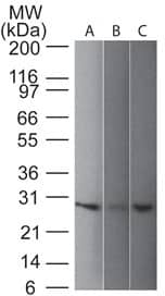 Western blot of UchL1 (PGP9.5) in 1) human, 2) Mouse and 3) rat brain lysate using UCH-L1/PGP9.5 Antibody (31A3) - IHC-Prediluted.