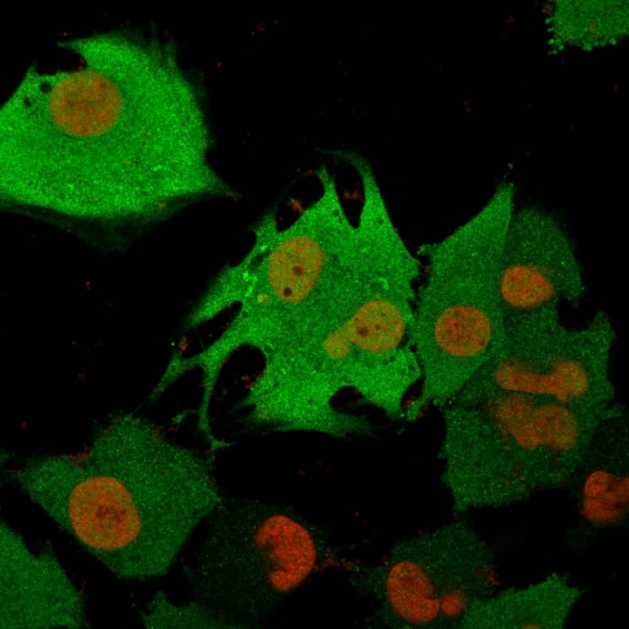 Immunofluorescence Analysis of T98G cells labeling Pgp9.5 with UCH-L1/PGP9.5 Antibody (31A3) - IHC-Prediluted followed by Goat anti-Mouse IgG-CF488 (Green). The nuclear counterstain is Nucspot (Red)