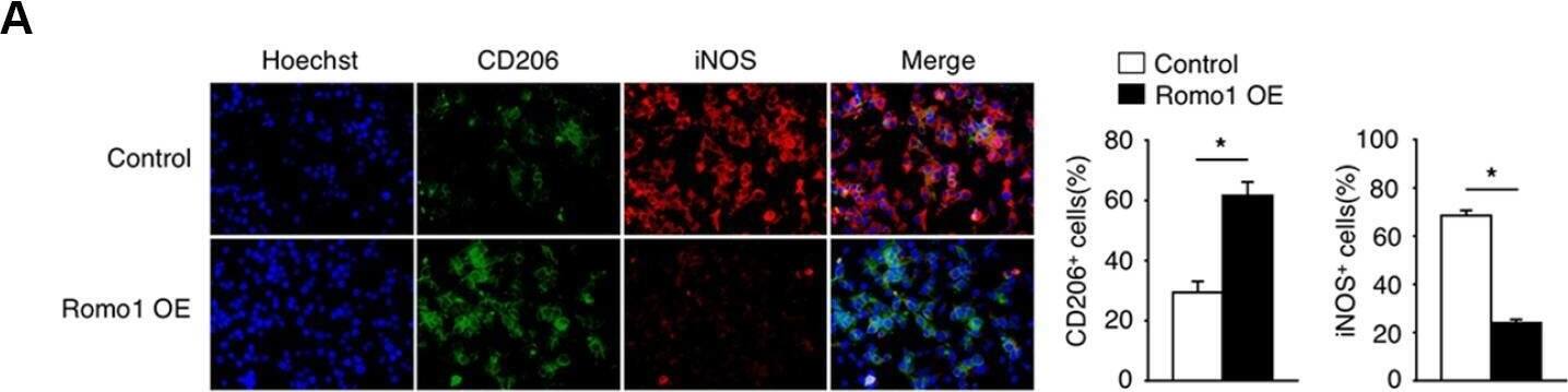 The overexpression of Romo1 promoted macrophage polarization toward M2 phenotype. (A) The control and Romo1-overexpressed macrophages were analyzed by immunofluorescence with CD206 and iNOS antibodies. The CD206+ and iNOS+ cells were quantified and statistically analyzed. (B, C) The control and Romo1-overexpressed macrophages were analyzed by flow cytometry with M1 markers (CD11c and F4/80) and M2 markers (CD206 and CD11b). The double positive cells were respectively quantified and statistically analyzed. (D) The mRNA levels of M1-related genes (IL-6, iNOS, TNF-alpha ) and M2-related genes (Arginase 1, Ym1, IL-10) were determined by RT-qPCR in control and Romo1-overexpressed macrophages. (E) The production of IL-1 beta , IL-12, TGF-beta  or IL-23 was respectively analyzed by ELISA in control and Romo1-overexpressed macrophages. Data are representative of at least three independent experiments and are presented as mean +/- SD. ns, not significant; *, P < 0.05; **, P < 0.01. Image collected and cropped by CiteAb from the following open publication (//pubmed.ncbi.nlm.nih.gov/31945745), licensed under a CC-BY license. Not internally tested by Novus Biologicals.