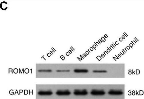 The high expression of Romo1 is associated with the poor prognosis of glioblastoma patients. (A) The mRNA levels of Romo1 in the tumor tissues of glioblastoma patients (n=156) and the healthy brain tissues (n=5) were compared. The mRNA levels were compared between the samples with RNA-Seq data published in TCGA database. (B) The survival curves of the glioblastoma patients with high expression (n=127) and low expression (n=384) of Romo1. The mRNA levels were compared between the samples with mRNA microarray data published in TCGA database. (C) The protein levels of Romo1 in different types of patient-derived immune cells were detected by western blotting. (D) The mRNA levels of Romo1 in different types of patient-derived immune cells were analyzed by RT-qPCR. (E) The tissue sections of the paratumors and tumors from glioblastoma patients were analyzed by immunofluorescence with DAPI, Romo1 and CD11b antibodies. The CD11b positive cells and the Romo1 positive cells were quantified and statistically analyzed from three independent experiments. *, P < 0.05; **, P < 0.01. Image collected and cropped by CiteAb from the following open publication (//pubmed.ncbi.nlm.nih.gov/31945745), licensed under a CC-BY license. Not internally tested by Novus Biologicals.