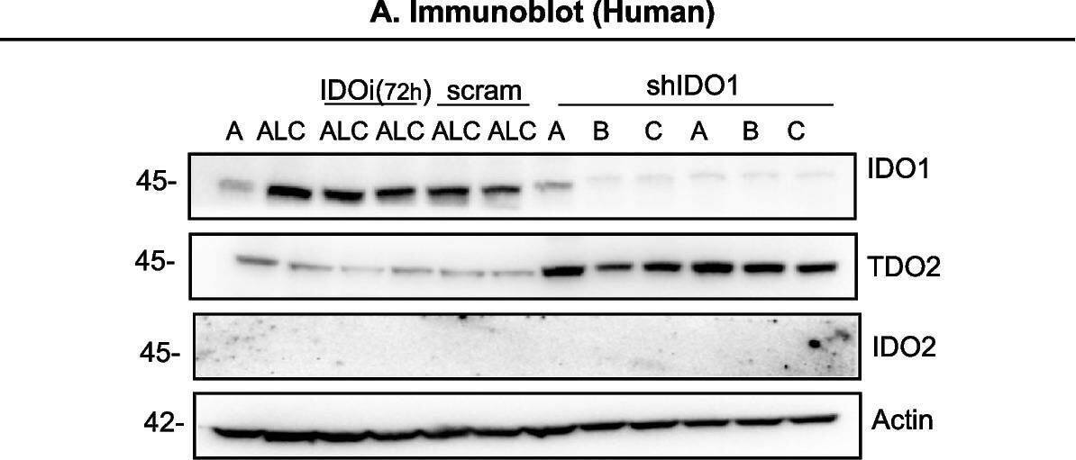 IDO1-mediated KYN production from CR cells suppressed immunomodulatory profile. A Immunoblot of IDO1, IDO2, and TDO2. Resistant cells were treated with either IDO1 inhibitor or shRNA targeting IDO1 (shCTRL represents scramble sequence, shIDO A, B, and C represent 3 unique shRNA sequences). B Detection of amino acid KYN and TRP concentrations in culture supernatants using Amino Acid Analyzer Biochrome30 + . C Immune profile of CS vs. CR co-cultured with hPBMC. Using the same experimental condition as Fig. 1E above, IDO1 inhibitions significantly enhanced the percent of NKG2D on NK cells (CD3-CD56 + NKG2D +) and the percent of NKG2D on CD8 + (CD3 + CD8 + NKG2D +) cells, but significantly suppressed Treg (CD4 + CD25 + FoxP3 +) and MDSC (HLA-DR.loCD14-CD11b + CD33 +) populations (see the gating strategy in Supplemental Figure S1). D The indicated cytokines are quantified in culture supernatants by LEGENDplex™ bead-based immunoassay. The panel below indicated that anti-NKG2D blocking antibodies blunt the effect of IDO1 inhibition. Note: To detect the MDSC population, cells were activated by PHA + IL2 instead of antiCD2/28 + IL2. Cell lines A and FA are cisplatin-sensitive, and ALC and FC are cisplatin-resistant counterparts. In all experiments, data presented as mean +/- SEM of 3 independent experiments and were analyzed using one-way ANOVA followed by Tukey’s multiple comparison analysis with *P < 0.05, **P < 0.005, ***P < 0.0005, ****P < 0.0001 Image collected and cropped by CiteAb from the following open publication (//pubmed.ncbi.nlm.nih.gov/37226257), licensed under a CC-BY license. Not internally tested by Novus Biologicals.