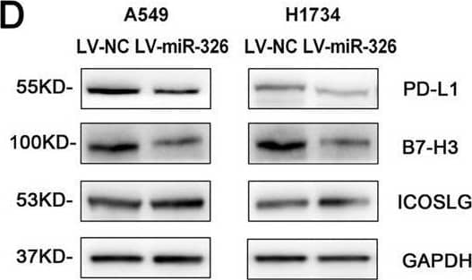 MiR-326 repressed PD-L1 and B7-H3 expression in LUAD cells.Lentivirus was used to overexpress miR-326 in A549 and H1734 cells. A Relative expression of miR-326 72 h after lentivirus infection was quantified by qRT-PCR (n = 3). B, C Relative expression of PD-L1/B7-H3 in miR-326 overexpressed A549 cells and H1734 cells was quantified by qRT-PCR (n = 3). D Protein levels of PD-L1 and B7-H3 after miR-326 overexpression were determined by western blots. E, F Statistical histogram of the western blots (n = 3). PD-L1 (G) and B7-H3 (H) expression on tumor cells was detected by flow cytometry (n = 3). All data were presented as mean +/- SEM. Comparisons between groups for statistical significance were performed with Student’s t test. *P < 0.05, **P < 0.01, ***P < 0.001 versus LV-NC. Image collected and cropped by CiteAb from the following open publication (//pubmed.ncbi.nlm.nih.gov/34131111), licensed under a CC-BY license. Not internally tested by Novus Biologicals.