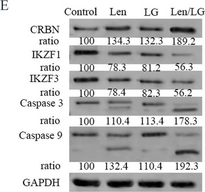 Western Blot Aiolos/IKZF3 Antibody (OTI7E11)