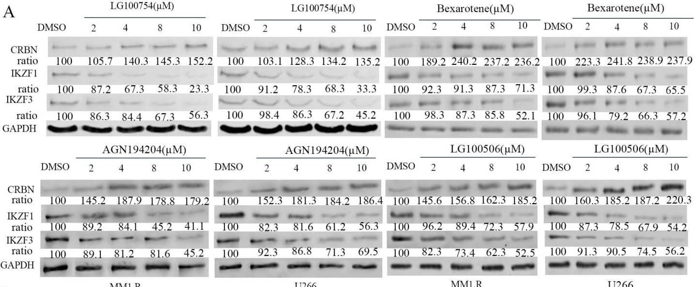 Western Blot Aiolos/IKZF3 Antibody (OTI7E11)