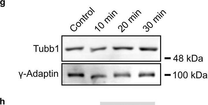 Microtubule growth and tubulin expression following cLTP induction. a Live cell imaging of DIV 11/12 cultured hippocampal neurons transfected with EB3-Tomato and exposed to chemical induction of LTP. To induce cLTP, neurons transfected at DIV8-9 were subjected to cLTP induction 3 days post transfection. cLTP was induced by treatment with 50 uM Forskolin, 100 nM Rolipram and 100 uM Picrotoxin for 10 min in Ringer solution without Mg2+, following 10 min of recovery in Ringer solution containing Mg2+. Control cells were kept in Ringer solution containing Mg2+. Image acquisition: 1 frame/s over 3 min. Scale bar, 20 um. EB3 comets in axonal segments in colored boxes of overview images (top panel) are visualized by kymographs (bottom panel). b Quantification of a, depicting median values (N = 3 experiments). ***p < 0.001. Each data point represents one EB3 comet; control (n = 54), cLTP (n = 70). For graphical representation of the distribution, data are binned with a bin size of 0.02 um/s. Statistics: Mann–Whitney Rank Sum Test. c–j Quantification of tubulin isotype expression in acute hippocampal slices, following chemical induction of LTP. Control slices were kept in ACSF. cLTP slices were incubated in ACSF with TEA for 10 min and further incubated in pure ACSF over 0, 10 or 20 min. (gamma-Adaptin: loading control; N = 3 experiments, each). Representative western blots and the corresponding quantification of (c, d) pan-Tuba, (e, f) pan-Tubb, (g, h) Tubb1 and (i, j) Tubb3. Depicted are median values. Black dots show the mean value. For graphical representation of the distribution, data are binned with a bin size of 0.05 a.u. Statistics: One way ANOVA followed by Student's t-test or Mann–Whitney Rank Sum Test. *p < 0.05, **p < 0.01 Image collected and cropped by CiteAb from the following open publication (//pubmed.ncbi.nlm.nih.gov/36309617), licensed under a CC-BY license. Not internally tested by Novus Biologicals.