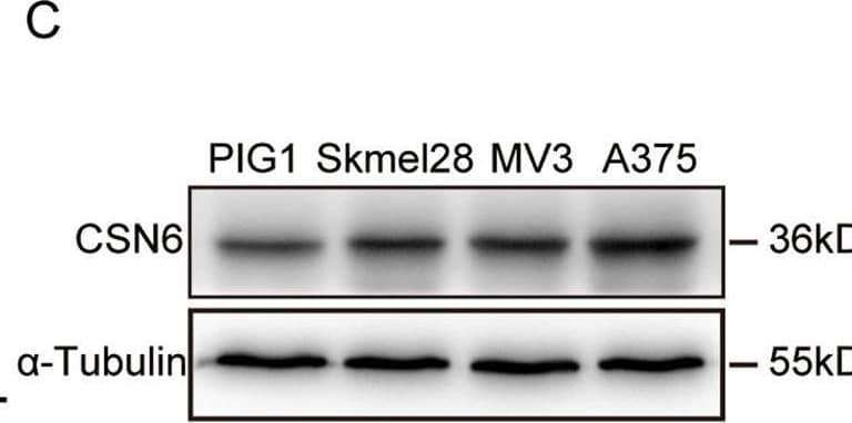 Western Blot COPS6 Antibody (OTI4E7)