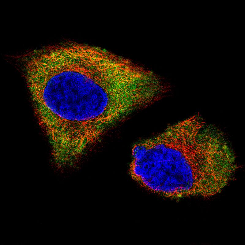 Staining of U-251 cells, showing specific staining in the cytosol in green. Microtubule- and nuclear probes are visualized in red and blue, respectively (where available).