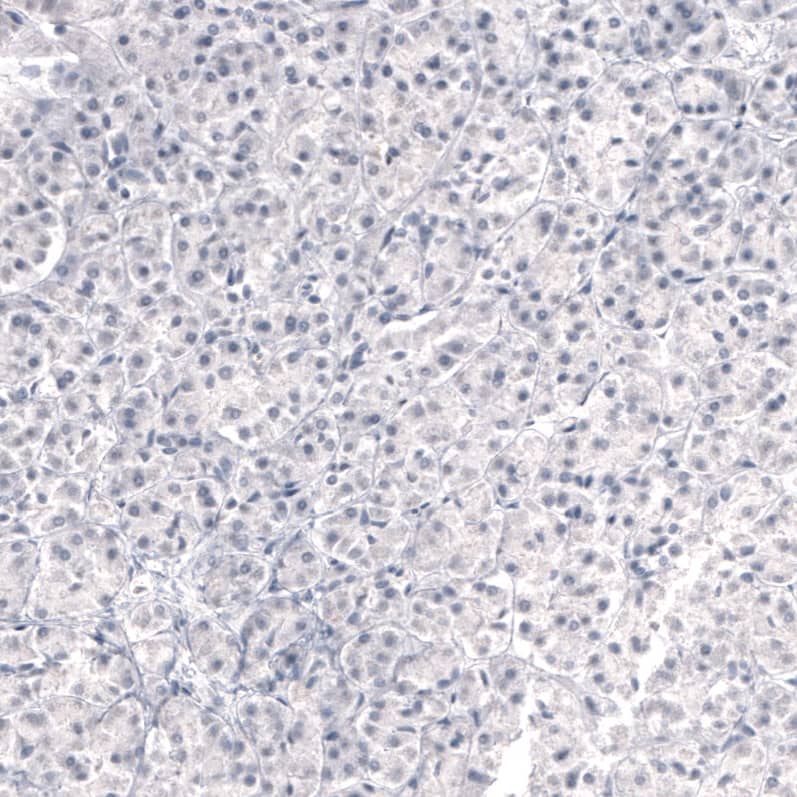 Staining of human pancreas shows no positivity in glandular cells as expected.