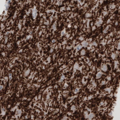 Staining of human cerebral cortex shows strong immunoreactivity in myelinated fibers.