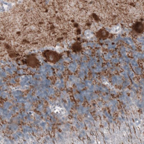 Staining of human cerebellum shows strong immunoreactivity in Purkinje cells, as well as in fibres in granular and molecular layers.