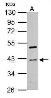 Western Blot Cyclin I Antibody - BSA Free