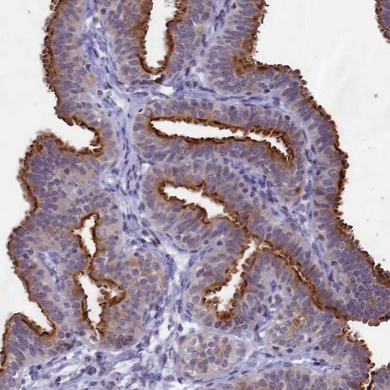 Staining of human Fallopian tube shows strong positivity in apical membrane in glandular cells.