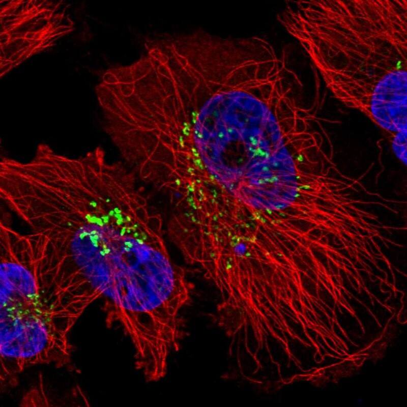 Staining of human cell line U-251 MG shows localization to the Golgi apparatus.