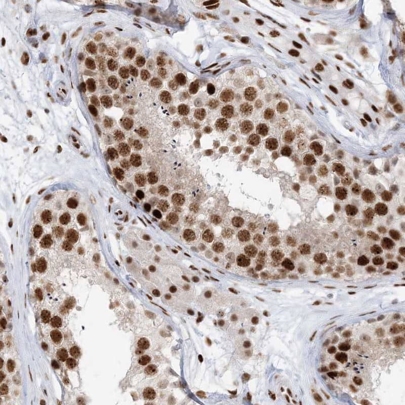 Immunohistochemistry-Paraffin OFCC1 Antibody - BSA Free