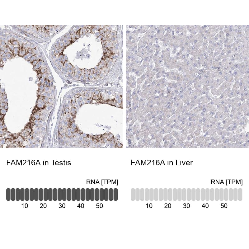 Immunohistochemistry-Paraffin HSU79274 Antibody - BSA Free