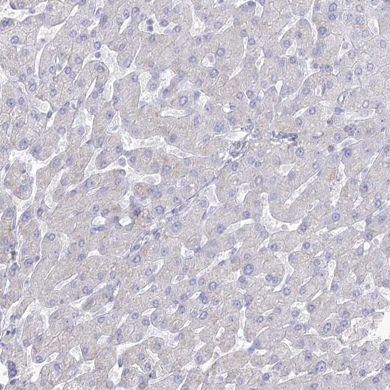Immunohistochemistry-Paraffin HSU79274 Antibody - BSA Free
