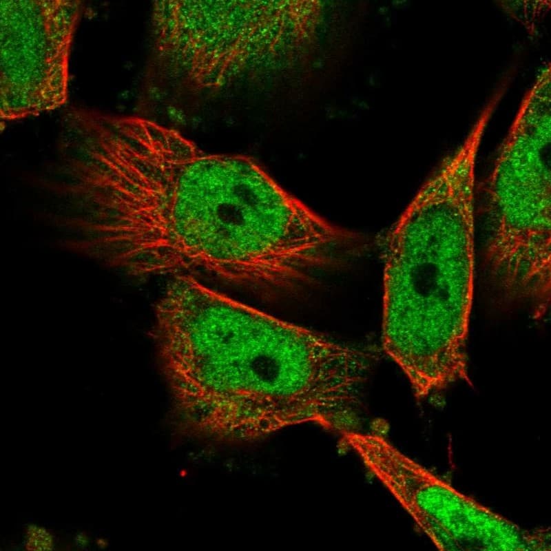 Staining of human cell line U-251 MG shows localization to nucleoplasm & the Golgi apparatus.