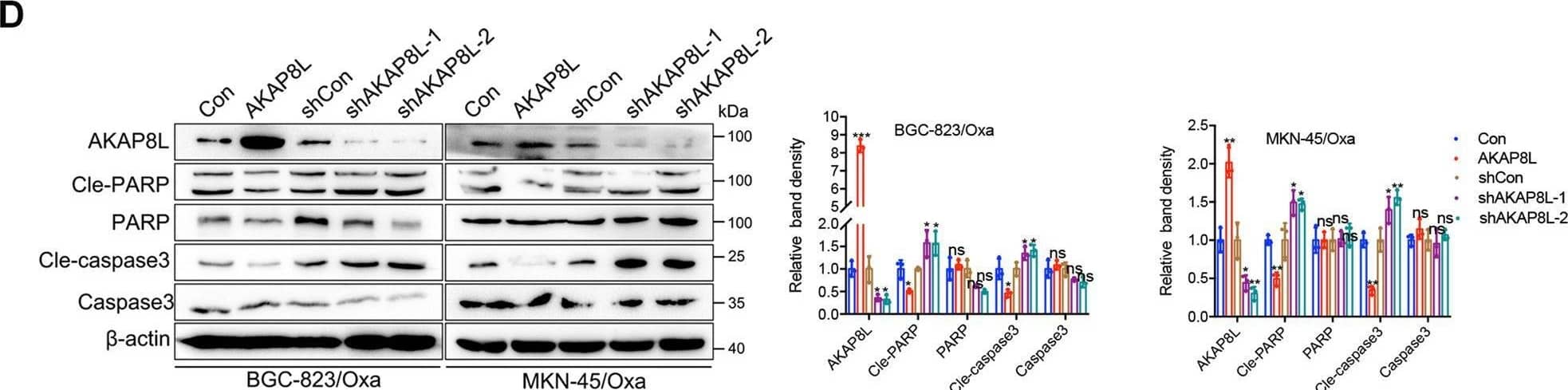 AKAP8L promotes the chemoresistance of GC cells.A Cell viability was measured by MTT in AKAP8L-overexpressing cells and AKAP8L silencing cells after the treatments of Oxa. B Representative images of flow cytometry showed the percentage of apoptotic cells in AKAP8L or AKAP8L shRNA transfected cells. C Representative images and quantification analysis of TUNEL assay. D Apoptosis-related proteins were measured in AKAP8L overexpression or AKAP8L knockdown GC cells. Scale bar indicates 50 μm. The values indicate the mean +/- SD of three independent experiments.*P < 0.05, **P < 0.01,***P < 0.001. Image collected and cropped by CiteAb from the following open publication (//pubmed.ncbi.nlm.nih.gov/36522343), licensed under a CC-BY license. Not internally tested by Novus Biologicals.