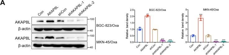 AKAP8L enhances the stemness in GC cells.A Western blot analysis showed ectopic expression of AKAP8L in GC cells transfected with AKAP8L (AKAP8L) or control lentivirus (Con), and AKAP8L silencing in cells treated with scrambled shRNA (shCon) or shRNA against AKAP8L (shAKAP8L-1, shAKAP8L-2). B Representative images and quantification analysis of spheroids in AKAP8L overexpression or the control groups, and AKAP8L knockdown or the control groups. Scale bar indicates 50 μm. C In soft agar colony formation assay, representative images and numbers of spheroids formed by AKAP8L-overexpressing and AKAP8L-knockdown BGC-823/Oxa and MKN-45/Oxa. Scale bar indicates 50 μm. D, E qPCR and Western blot assays showed the expression of stem cell markers induced by AKAP8L or AKAP8L shRNAs. The values indicate the mean +/- standard deviation (SD) of three independent experiments. *P < 0.05, **P < 0.01,***P < 0.001. Image collected and cropped by CiteAb from the following open publication (//pubmed.ncbi.nlm.nih.gov/36522343), licensed under a CC-BY license. Not internally tested by Novus Biologicals.