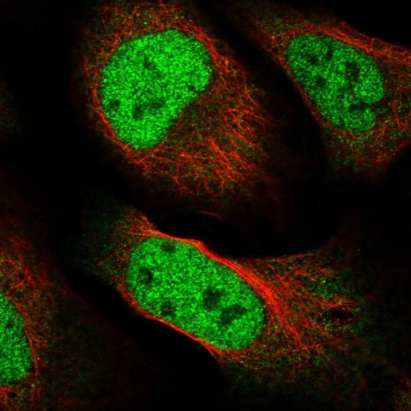 Staining of human cell line U-2 OS shows localization to nucleoplasm & cytosol.