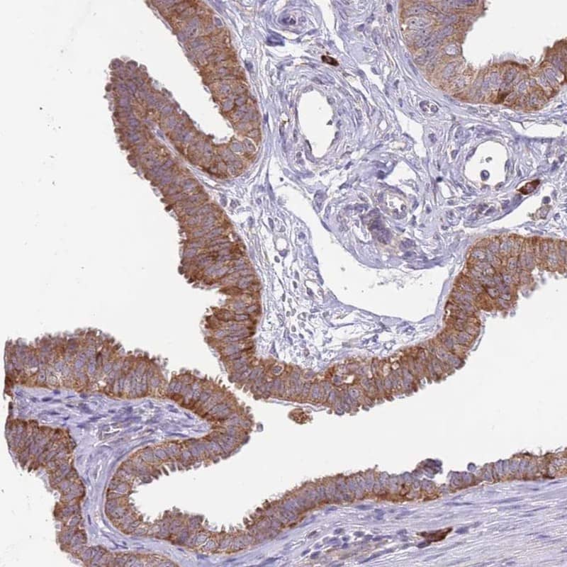 Staining of human fallopian tube shows cytoplasmic positivity in glandular cells.
