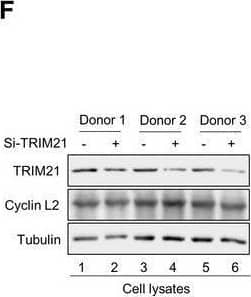 Western Blot Cyclin L2 Antibody - BSA Free