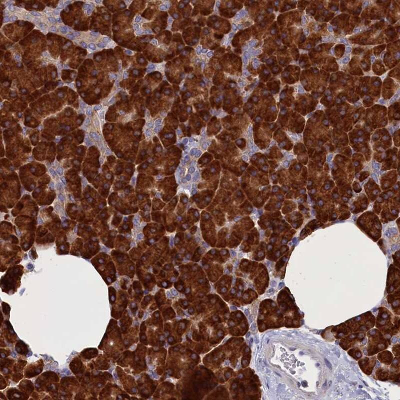 Staining of human pancreas shows strong cytoplasmic positivity in exocrine glandular cells.