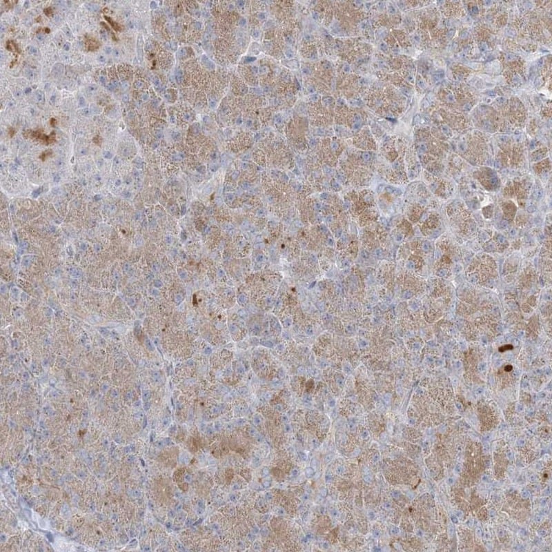 Immunohistochemistry-Paraffin C21orf58 Antibody - BSA Free