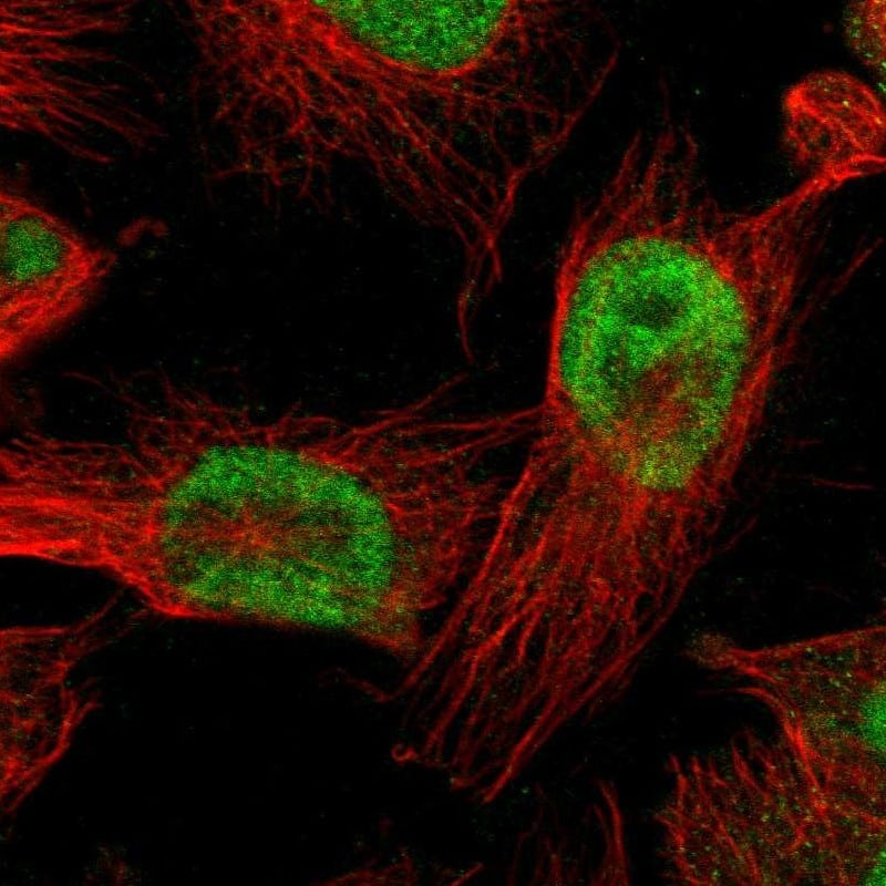 Staining of human cell line U-251 MG shows localization to nucleoplasm.