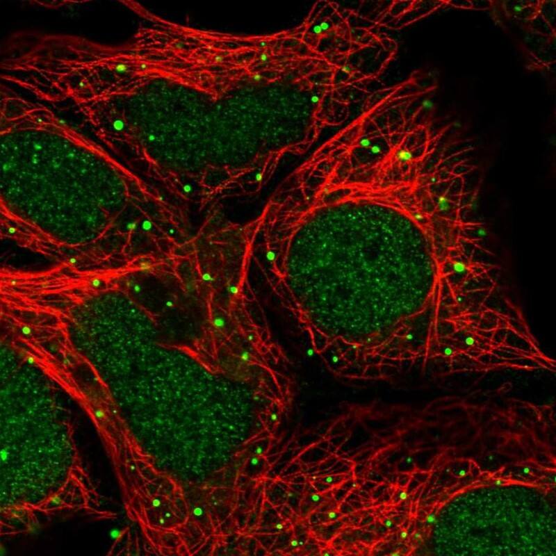Immunocytochemistry/ Immunofluorescence ZNF266 Antibody - BSA Free
