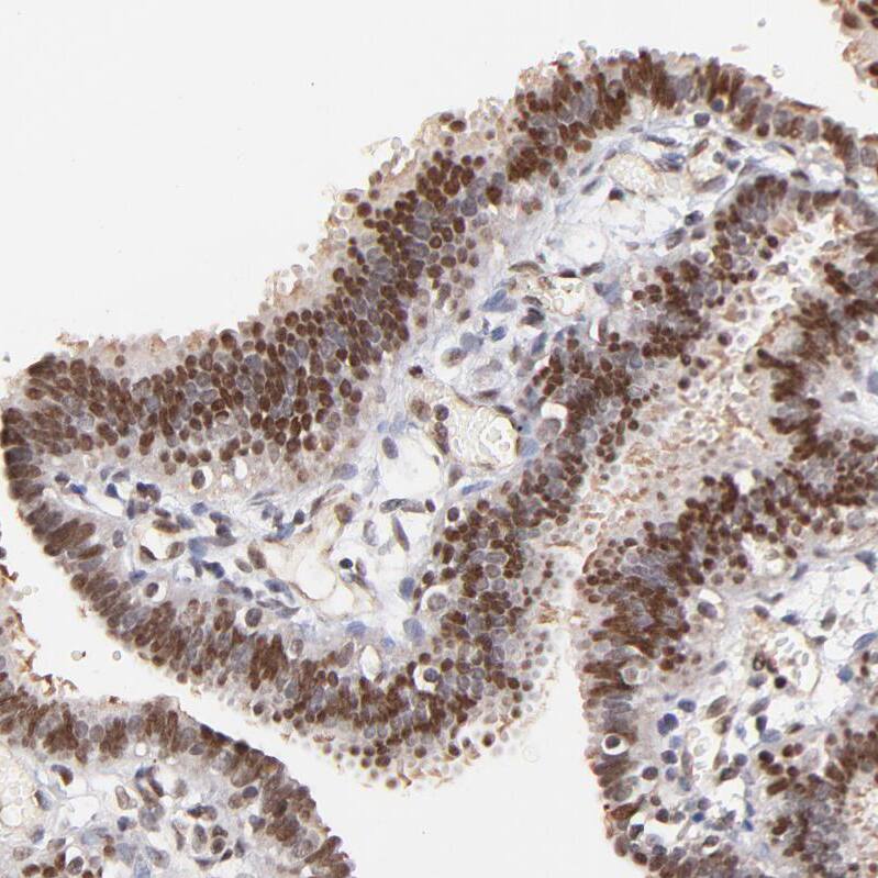 Staining of human fallopian tube shows strong nuclear positivity in glandular cells.