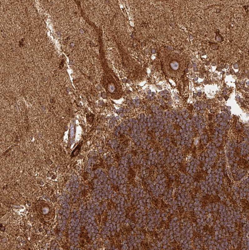 Immunohistochemistry-Paraffin TRAP1 Antibody - BSA Free