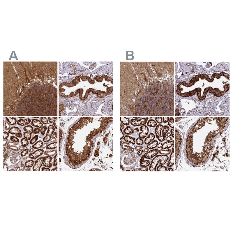 Immunohistochemistry-Paraffin TRAP1 Antibody - BSA Free