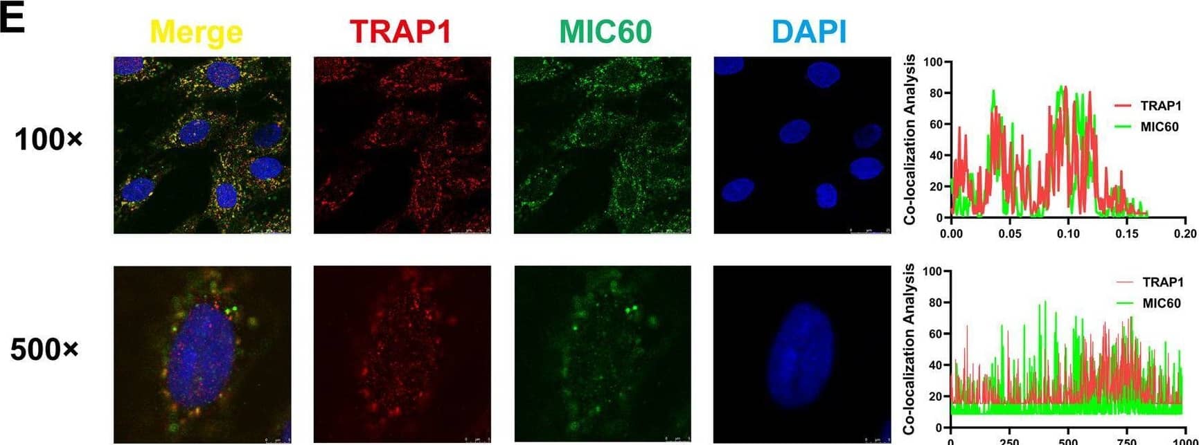 TRAP1 directly interacted with MIC60 in H9C2 cells.A Silver staining of TRAP1 immunoprecipitates. B LC-MS/MS of TRAP1 immunoprecipitates. C Representative fragmentation spectrum of the identified MIC60 peptides. D Immunoblotting analysis of TRAP1 and MIC60 expression in a co-IP assay performed in H9C2 cells with anti-TRAP1 or anti-MIC60 Magnetic beads, respectively. E Detection of the colocalization of MIC60 (green) and TRAP1 (red) using confocal microscopy in H9C2 cells. Nuclei were stained using DAPI (blue), (Scale bars, 25 um). Data were the means +/- SD from three independent experiments. Image collected and cropped by CiteAb from the following open publication (//pubmed.ncbi.nlm.nih.gov/34907169), licensed under a CC-BY license. Not internally tested by Novus Biologicals.