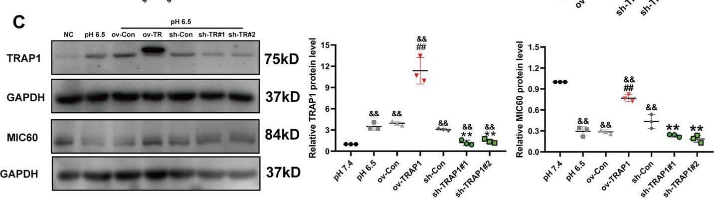 TRAP1 increased MIC60 protein levels of H9C2 cells via alleviating MIC60 ubiquitin-dependent degradation in extracellular acidosis.A, B RT-qPCR and western blot were used to determine the transfection efficiency of TRAP1 in H9C2 cells. C Western blot was used to detect TRAP1 or MIC60 protein levels of H9C2 cells. D, E Western blot was used to detect the degradation of MIC60 protein. F Western blot was used to detect whole cell lysate ubiquitination. G Western blot was used to detect MIC60 protein ubiquitination. CHX (cycloheximide, 20 uM) was used to inhibit protein synthesis. MG132 (10 uM) was used to inhibit proteasome. CQ (Chloroquine phosphate, 10 uM) was used to inhibit lysosomes. Data were the means +/- SD from three independent experiments. Group comparisons were performed by one-way analysis of variance followed by Tukey’s post hoc test. &&P < 0.01 vs. pH 7.4 group. ##P < 0.01 vs. ov-Con group. *P < 0.05 vs. 0 h, CQ or Con group. **P < 0.01 vs. sh-Con or 0 h group. Image collected and cropped by CiteAb from the following open publication (//pubmed.ncbi.nlm.nih.gov/34907169), licensed under a CC-BY license. Not internally tested by Novus Biologicals.