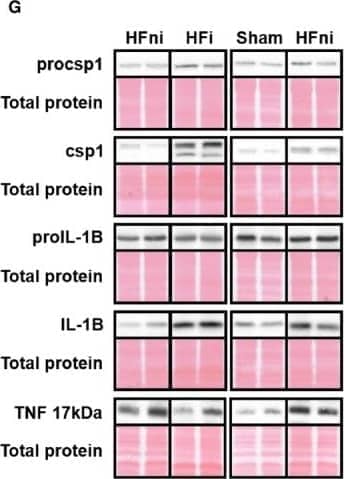 Western Blot: TNF-alpha Antibody (J2D10) - Azide and BSA Free [NBP2-47677] - Analysis of pro-inflammatory signalling in left ventricle lysates. A-F, quantification and G, representative immunoblots and total protein staining of procsp1, csp1, proIL-1 beta , IL-1 beta  and TNF in sham-operated group (Sham), non-infarcted (HFni) and infarcted (HFi) tissue of failing hearts. Data are presented as mean ± SEM; n = 6-9 per group; *P < 0.05 vs Sham; #P < 0.05 vs HFni