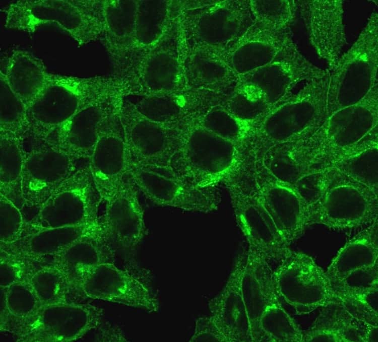 Immunofluorescent staining of HeLa cells. beta 2-Microglobulin Antibody (SPM617) - Azide and BSA Free; followed by goat anti-mouse IgG-CF488 (Green).