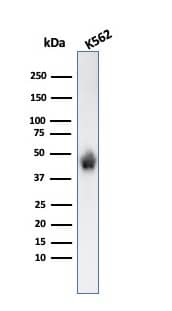 Western Blot Analysis of K562 cell lysate using Glycophorin A Antibody (SPM599) - Azide and BSA Free.