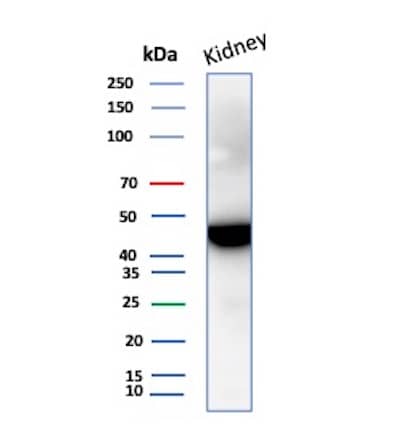 Western Blot Analysis of Human Kidney tissue lysate using Isocitrate Dehydrogenase 1/IDH1 Antibody (IDH1/1152) - Azide and BSA Free.