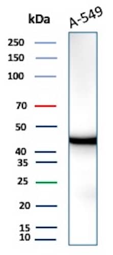 Western Blot Analysis of A-549 lysate using Isocitrate Dehydrogenase 1/IDH1 Antibody (IDH1/1152) - Azide and BSA Free.